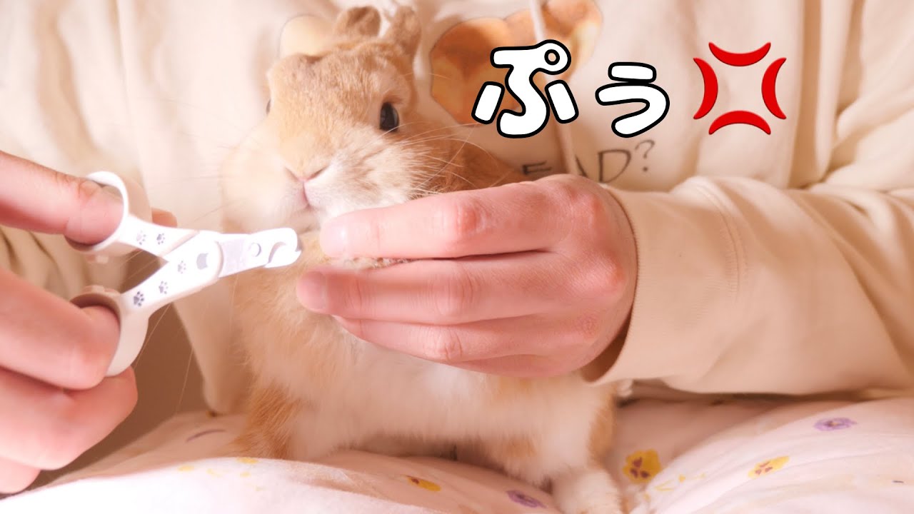 爪切りがイヤすぎて膝の上でぷぅ💢とウサギに怒られました....【No.771】