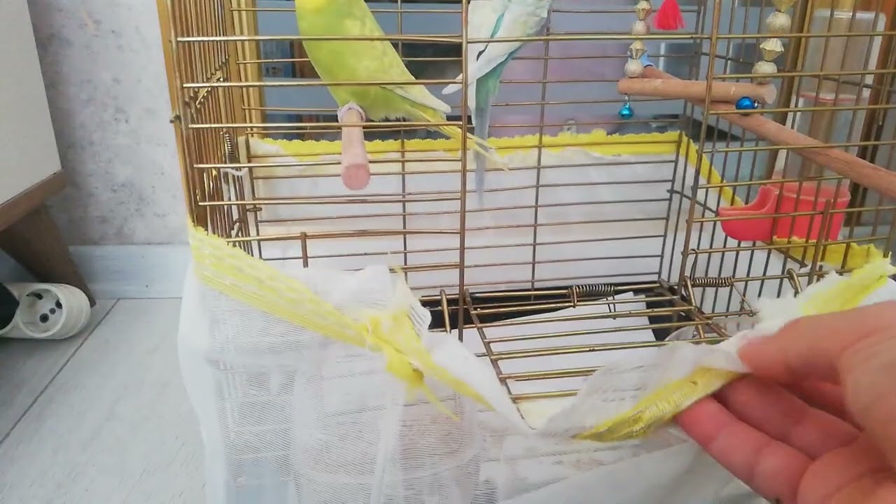Kuşlarim 🐤🐦maviş ve limon 💛💙🌹👏🏿