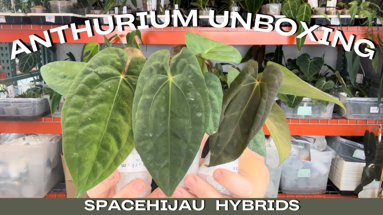 PLANT UNBOXING - Anthurium hybrids from- @spacehijau ✨