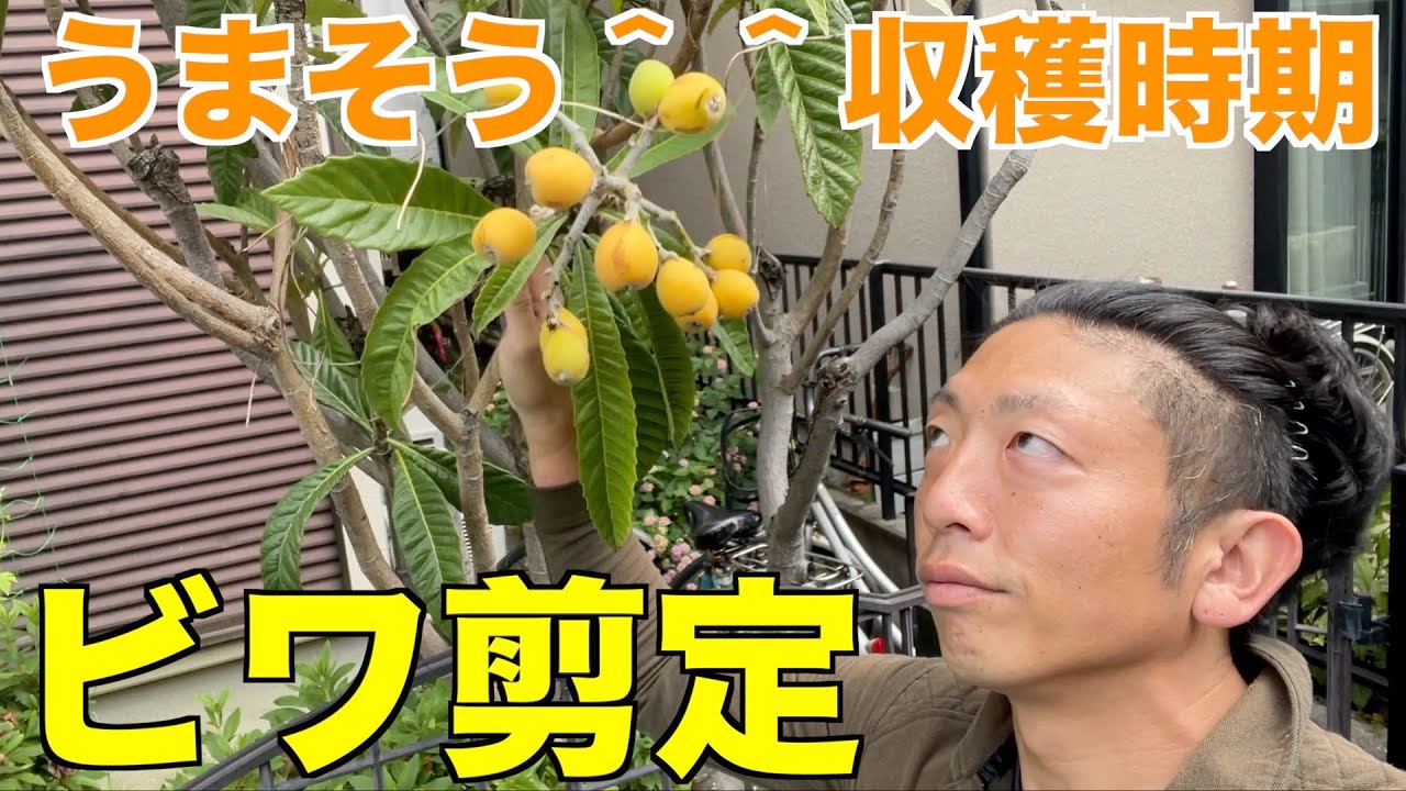 【剪定　pruning　ビワ　5月】庭師が大きくなりやすいビワをどのように仕立てるのか？実演解説有り