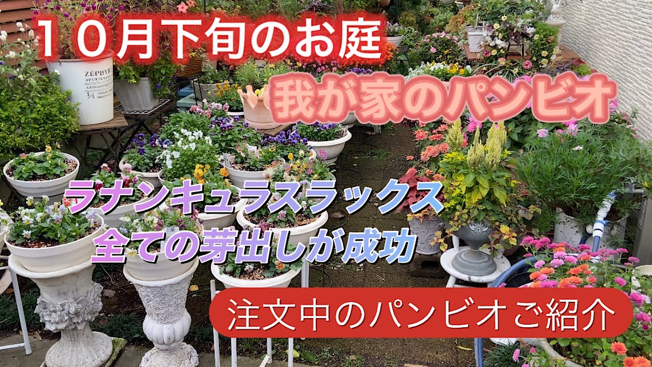 【我が家のパンビオ】１０月下旬のお庭　注文中のお花　ラックス芽出し成功