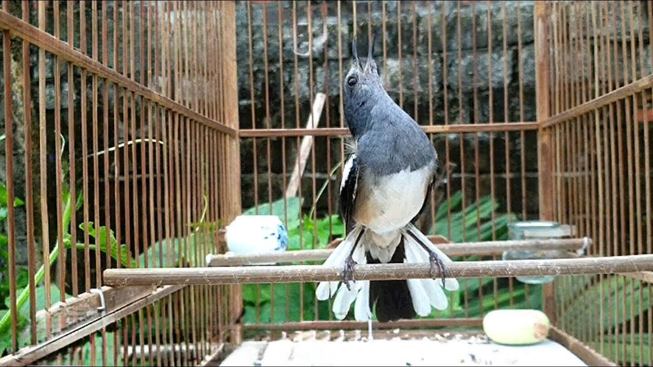 Choè than mái kích trống hay nhất. choe than mai #chòethanmái #choethanmai #choethan