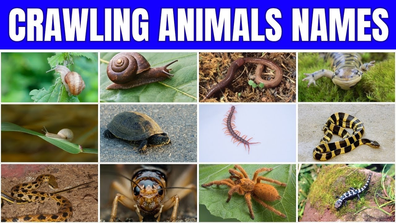 Reptile and Crawling Animals for Kids | Learn Reptiles & Crawling Animals in English | Animals
