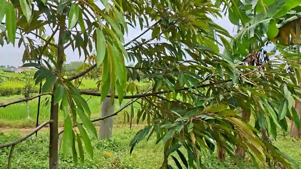 Review duren pinggir tempat parkir dan pintu gerbang kebun