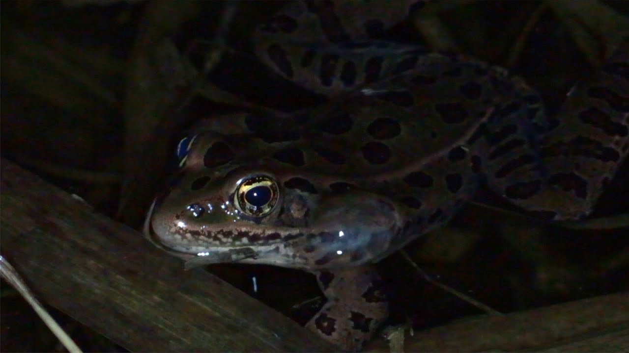 Leopard frog mating call close up at night