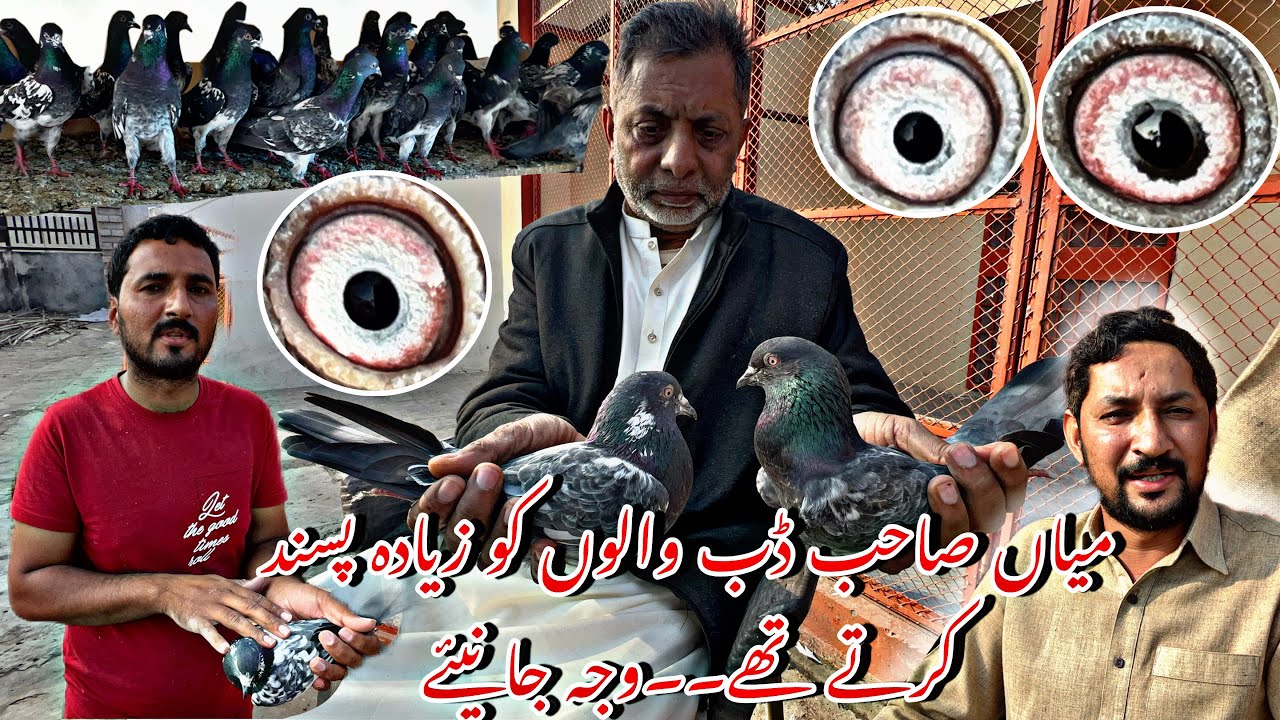 Ustad Mian Rauf k favourite Rojy Dub waly or cup waly breeder kabotaro ka shoq 🥰
