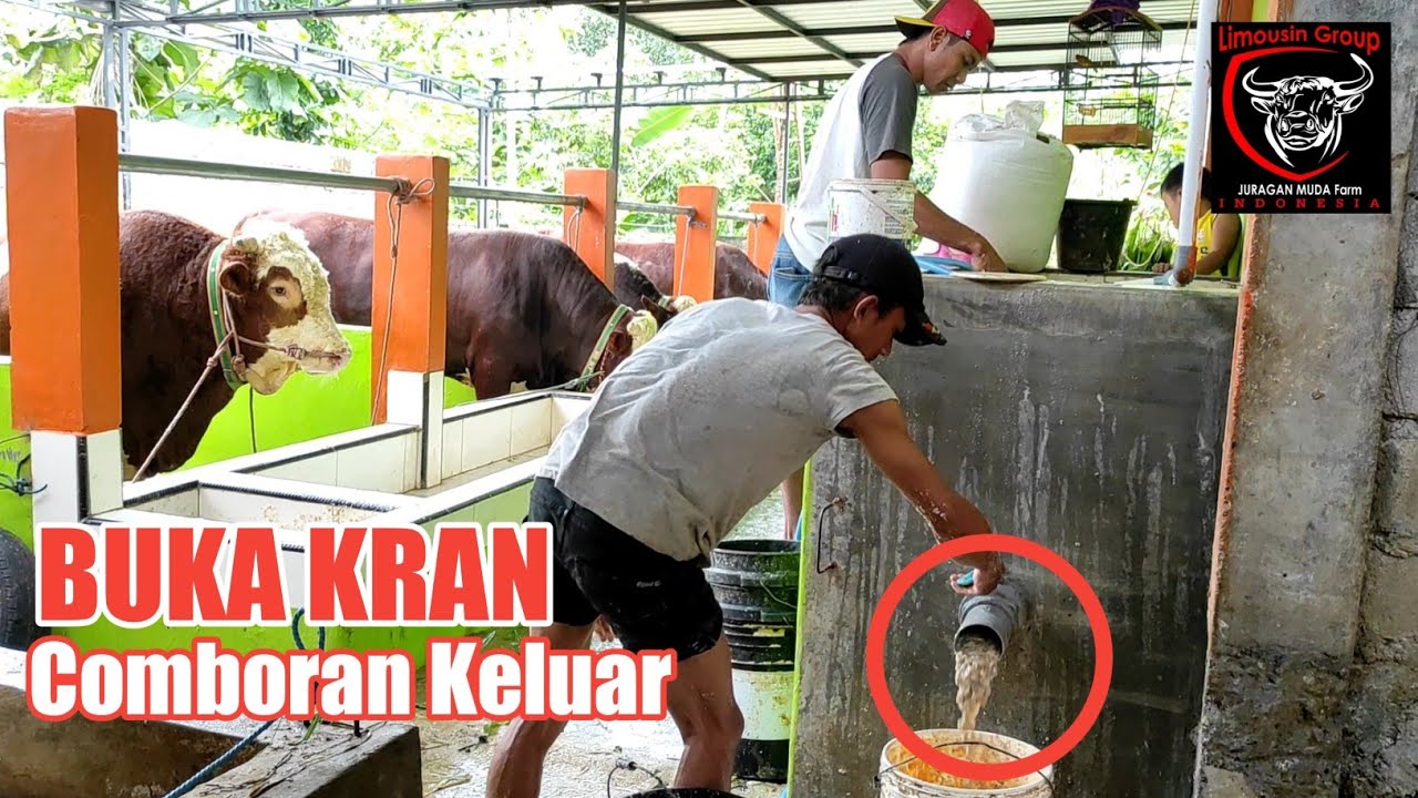 Lihat Resep Comboran dan Cara Membuat Comboran di Kandang Sapi JURAGAN MUDA Farm