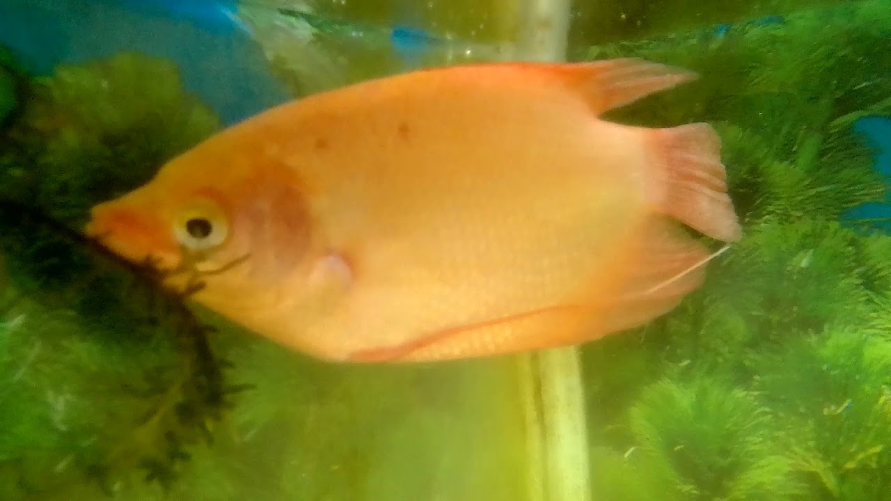 giant gourmi fish