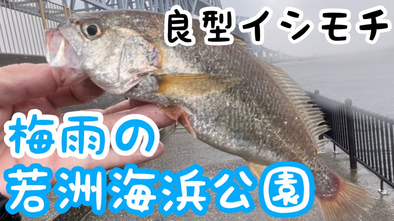 東京湾!!若洲海浜公園でイシモチ釣り!!台風接近中の雨の中釣れた魚達は!?悪天候での魚影に驚かされた‼️