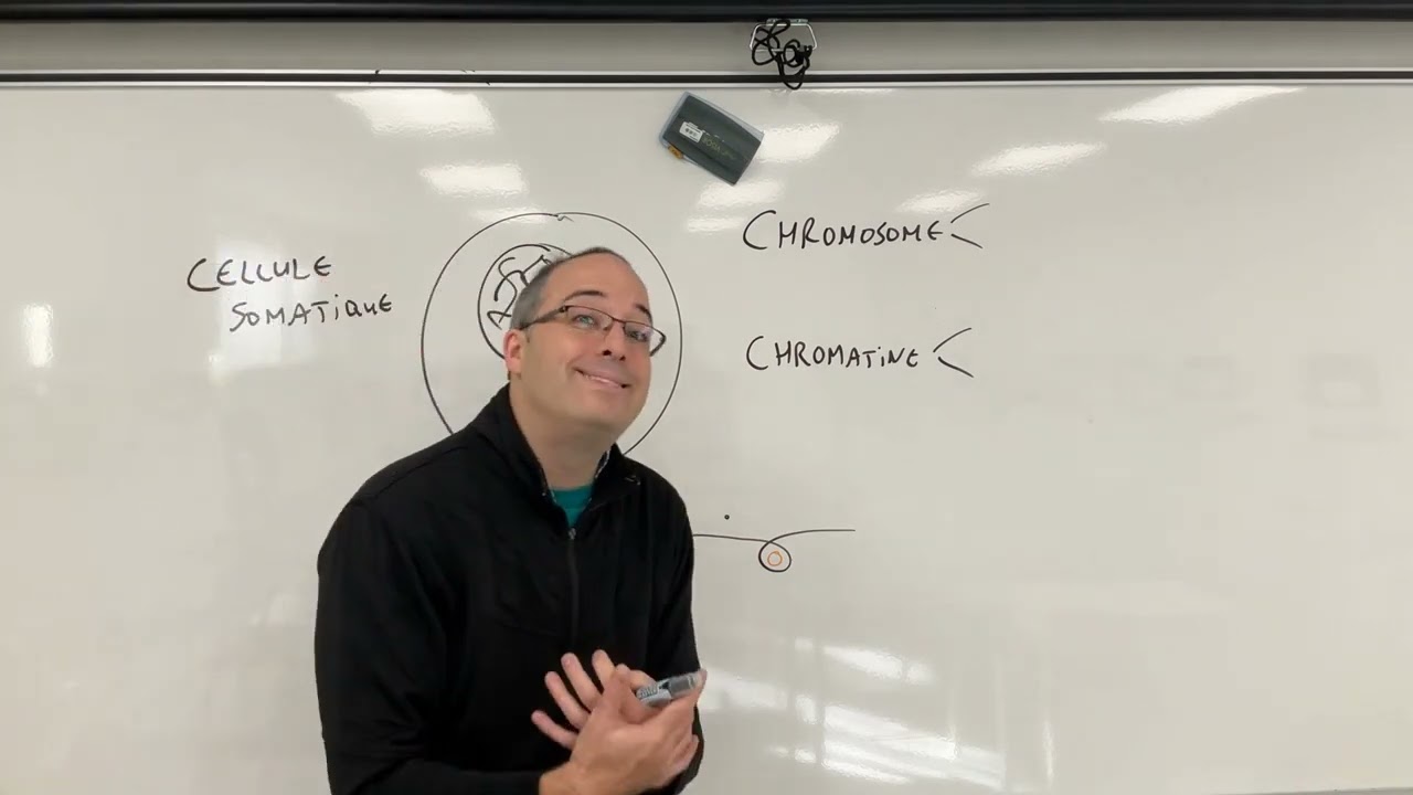 Différence simplifiée entre l'ADN et un chromosome