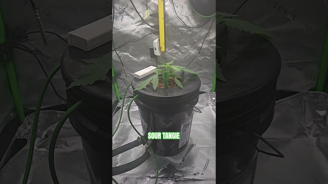 Sour Tangie Suuuuper Slow Mo #cannabisgrowers #cannabisfamily #legalcannabis #garden #legalcannabis