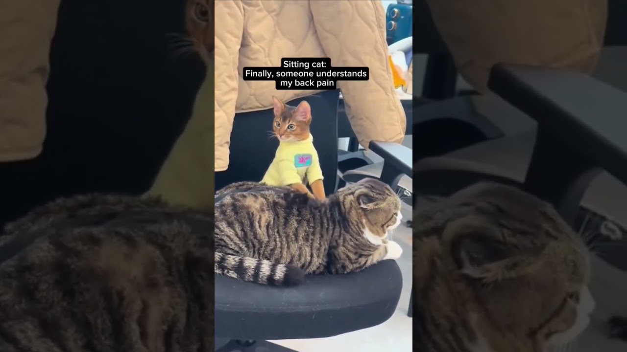 #exploreeverything#CatMassag#PurrSpa#MeowTherapy#ChairSaDay#KneadAndPurr#RelaxWithaws #SiblingSpa