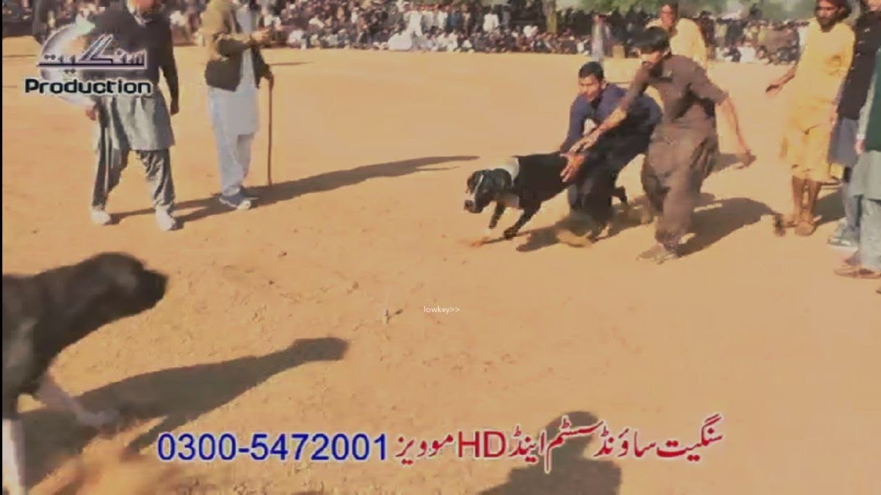 WOULD TOP SHIKARI FAWAD GUJJAR ||BULLY DOG  DEATH 25~12~25 || #bullykuta #pakistanibullykutta #dog 
