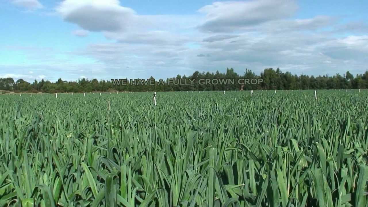 Leek production 2011
