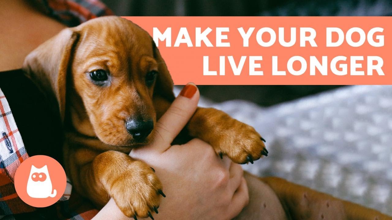 How to Make a Dog Live Longer - 10 Tips