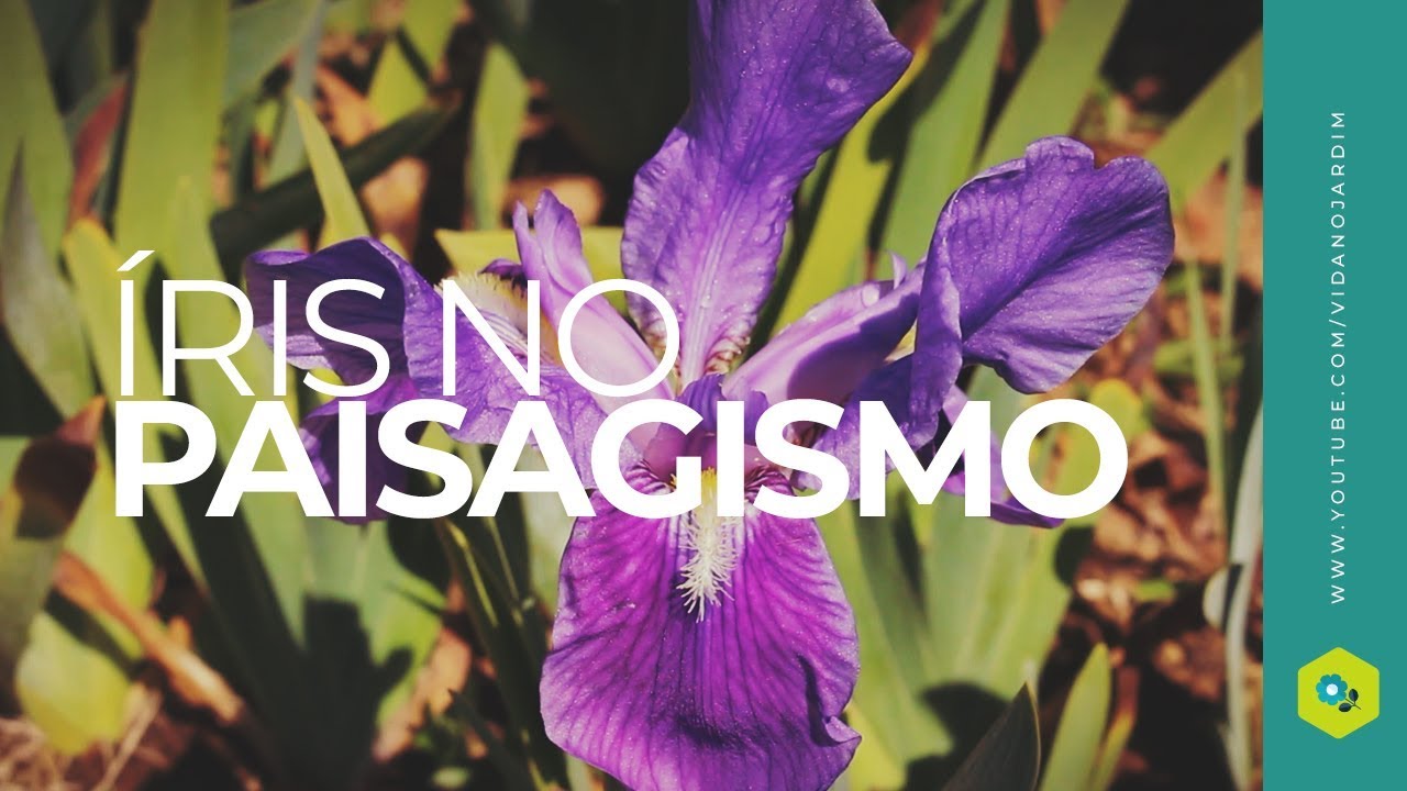 Íris no Paisagismo