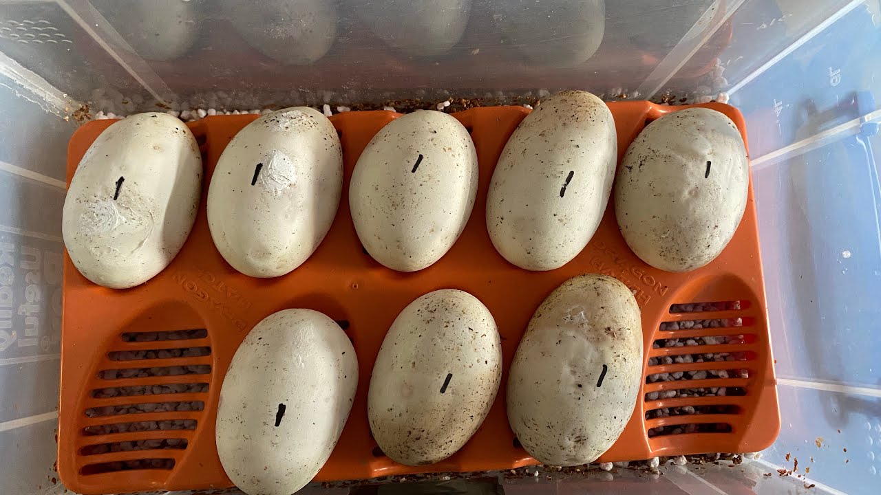 Breeding Project 2023 (Part One)