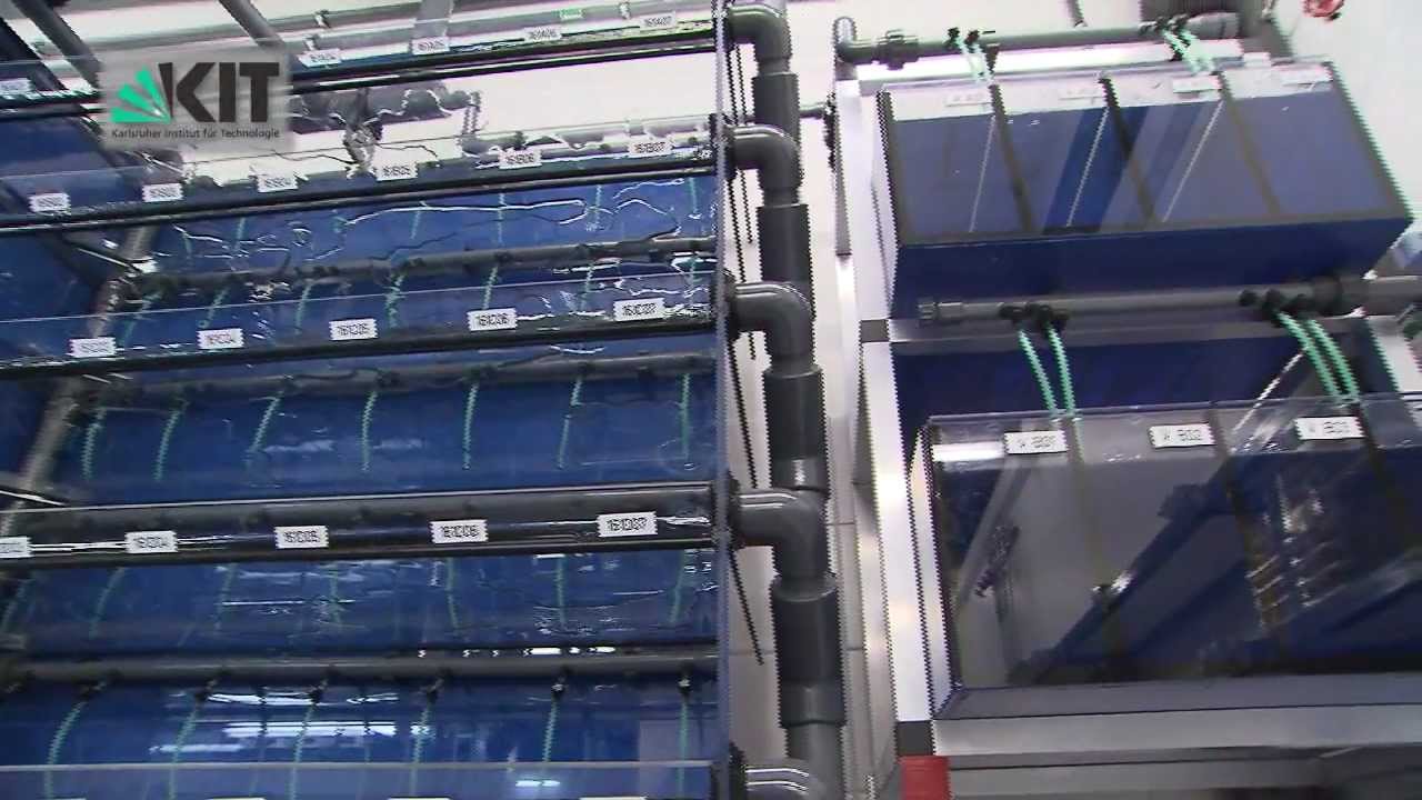 European Zebrafish Resource Center (EZRC) at KIT