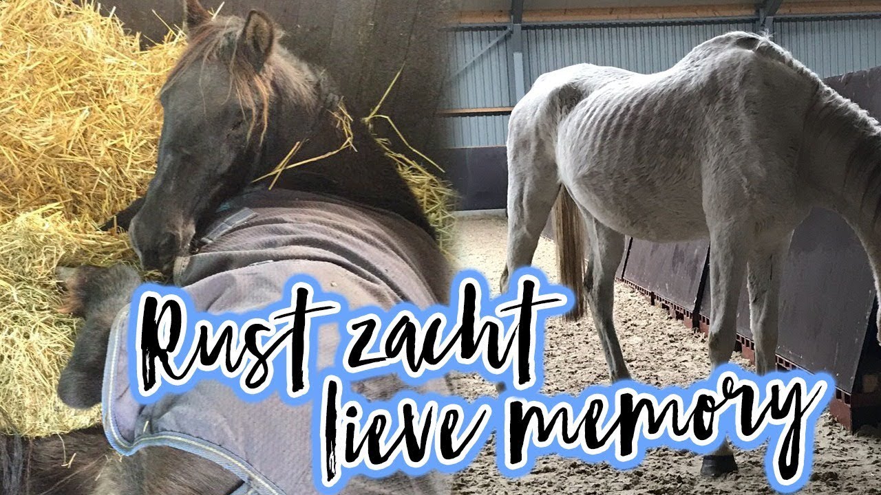 Verwaarloosde pony's opvangen