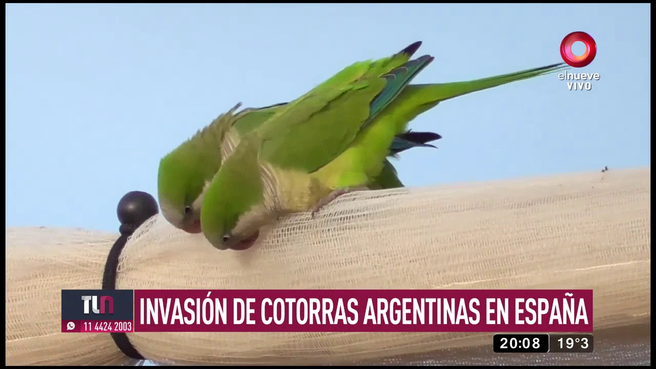 Invasión de cotorras argentinas en España