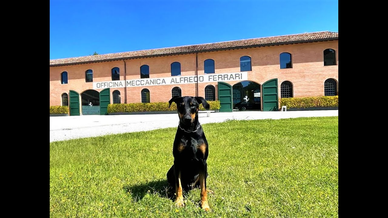 Dobermann Monti Der Biss Von Einherjer IGP 2   283  A 93  B 96 C 94 / FH 2   92 /  ZTP SG1A / HD-1