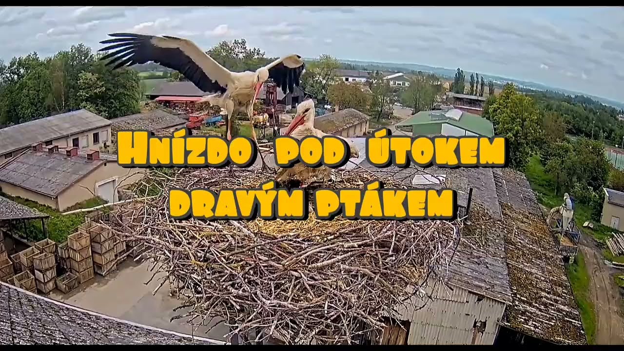 Útok dravěho ptáka na hnízdo Lipánků v Lípě. 🍀🍀  (21. května 2024)