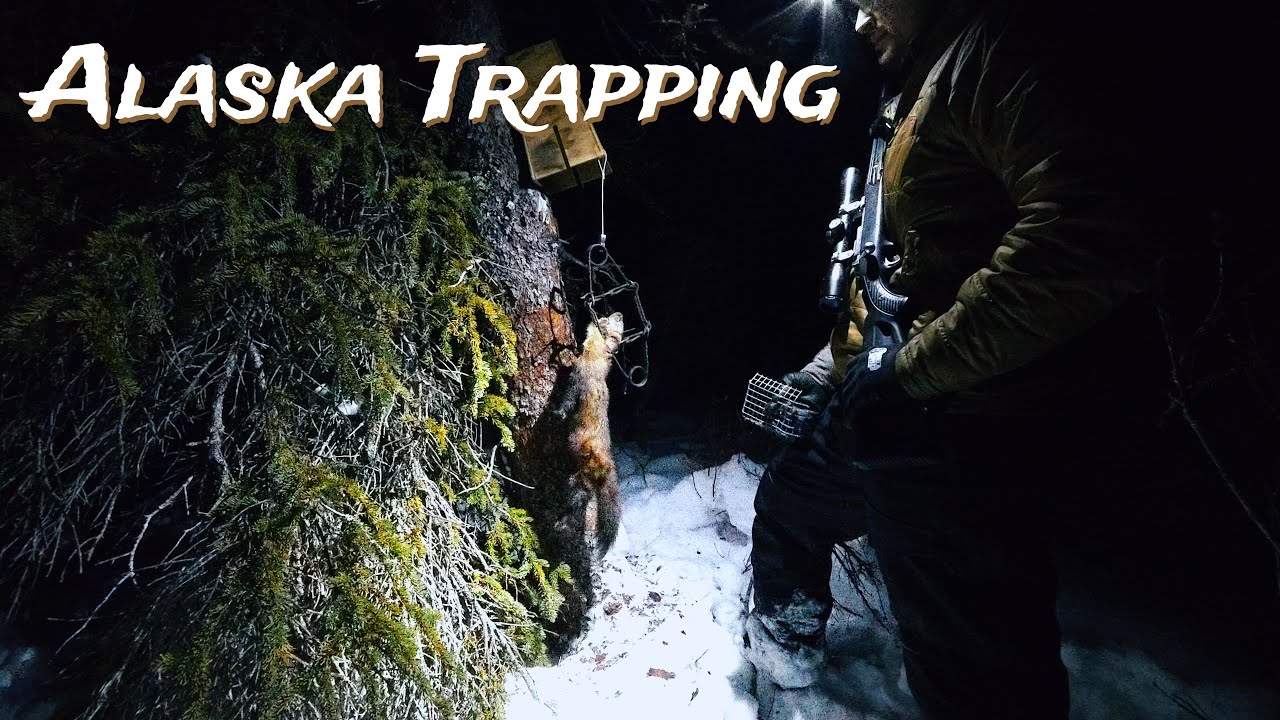 An Exciting Run on the Trapline!