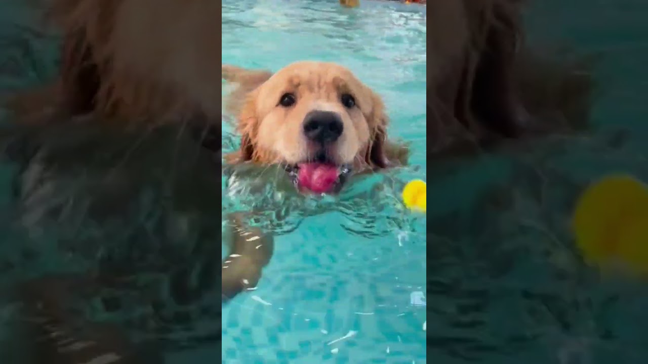 Do All Dogs Know How To Swim?