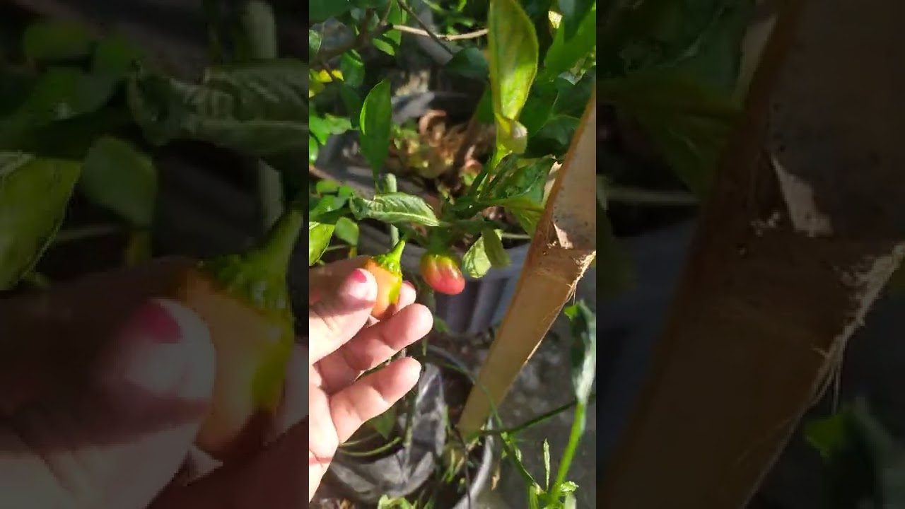 INI PAPRIKA. KENAPA BUAHNYA TIDAK MAU BESAR? PUPUK APA YANG COCOK UNTUK PAPRIKA🤔 #TANAMAN #PAPRIKA