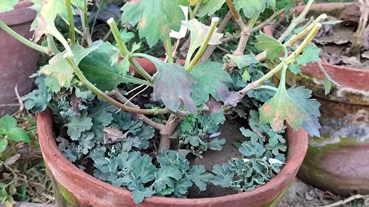 Amazing flower blooming 🌸🌸 || Gach lagan Pran bachan | flower |nursery flower