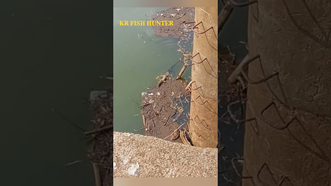 𝐓𝐢𝐠𝐞𝐫 𝐒𝐧𝐚𝐤𝐞𝐡𝐞𝐚𝐝 𝐅𝐢𝐬𝐡 𝐚𝐭𝐭𝐚𝐜𝐤 मरल मछली का हमला #krfishhunter#snakehead#fishing#viral#shorts#video