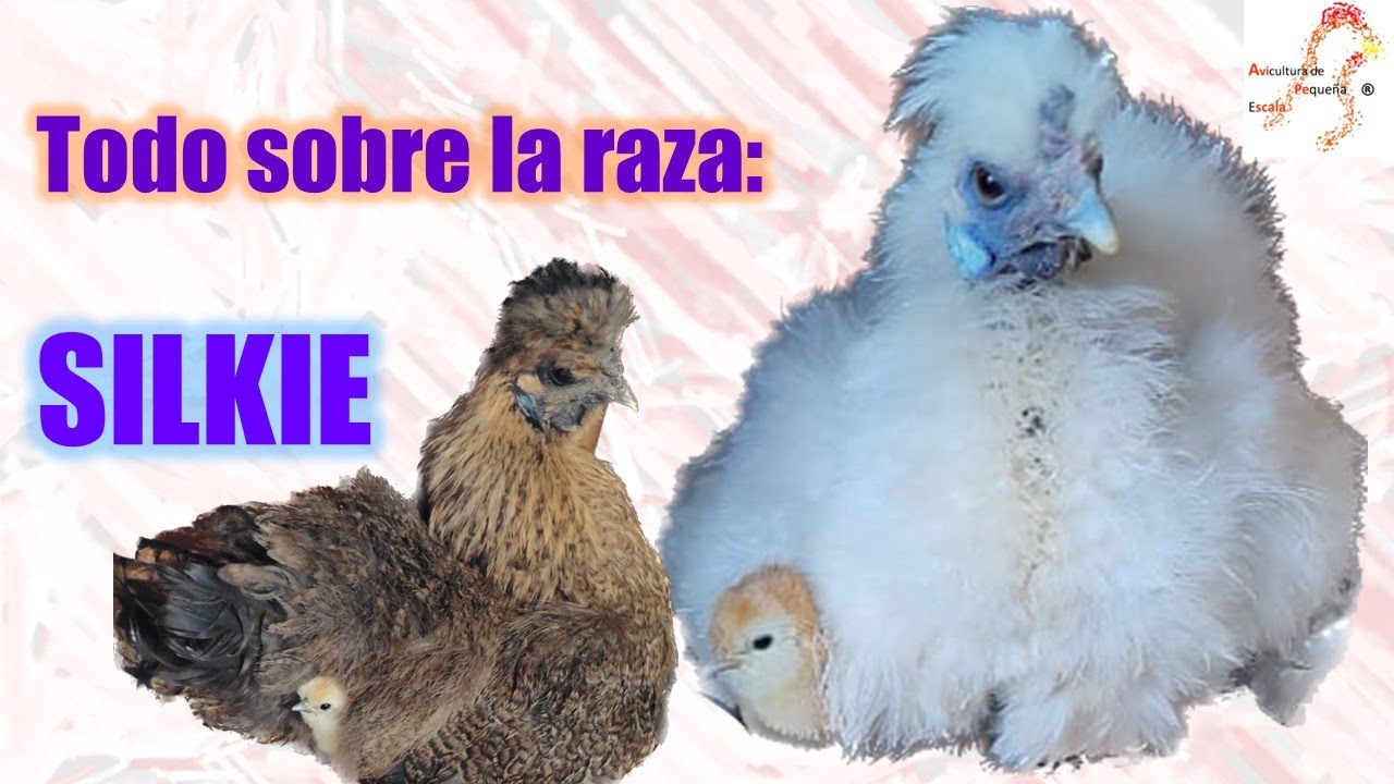Todo sobre la raza de gallinas SILKIE