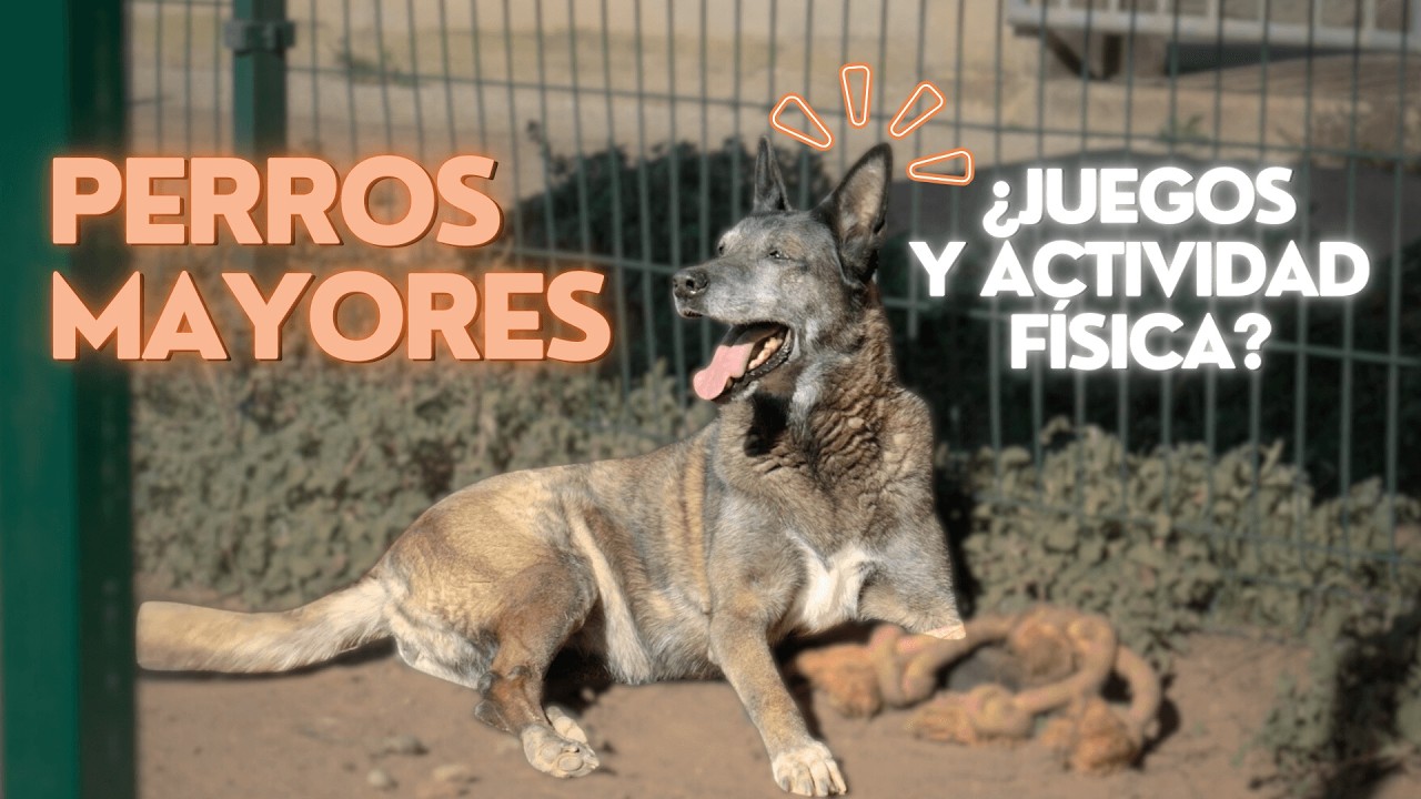 ¿Qué necesita un perro senior? El caso de Inka, 13 años en protectora