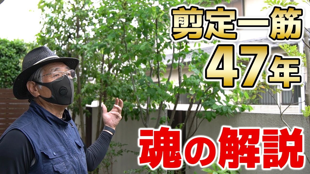 ＜庭木の剪定＞業歴47年の名匠が枝の選び方・植木の切り方を解説！【小形研三門下生・2年連続金賞】東京