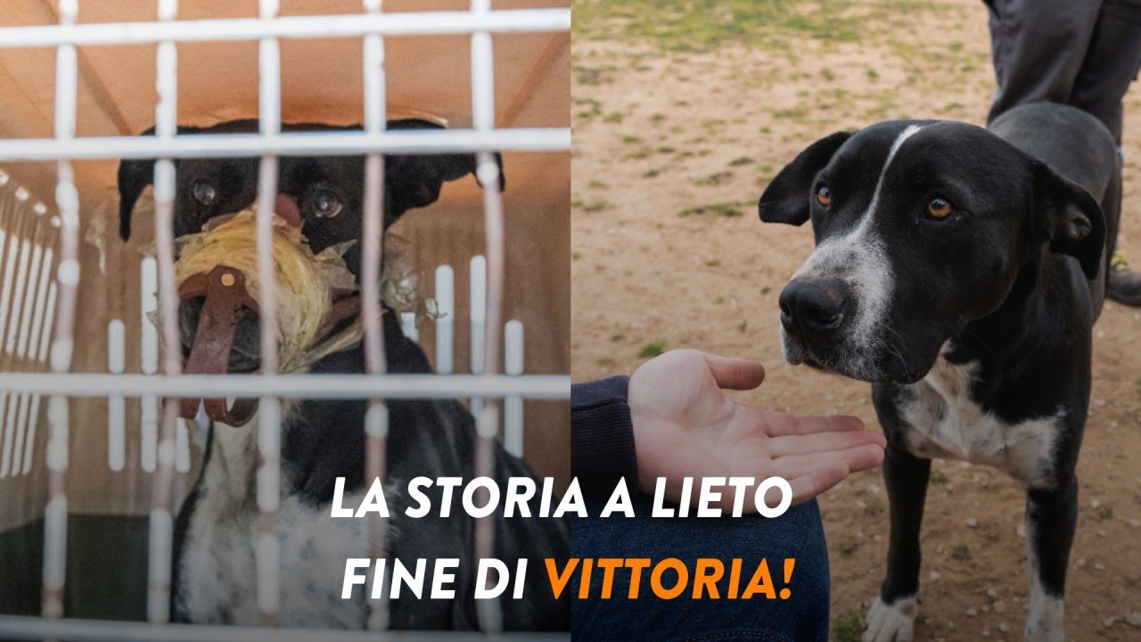 Segnalare un caso di maltrattamento può salvare una vita! La storia di Vittoria.