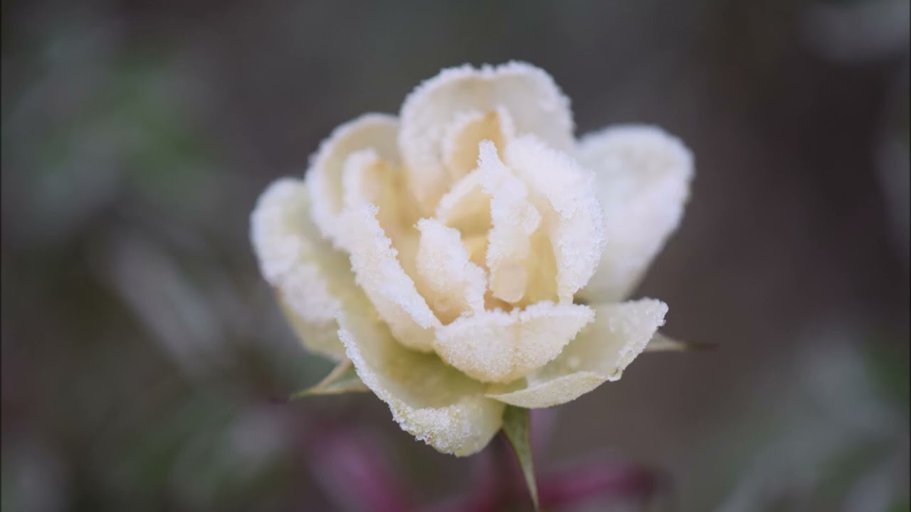 Freuet euch, ihr Christen alle (Evangelisches Gesangbuch / EG 54) - mit Text zum Mitsingen