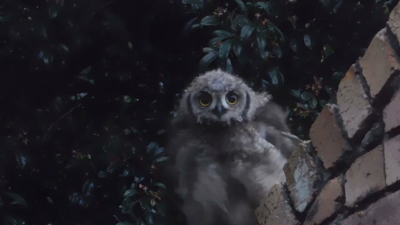 Measuring the World Young Owl Observing, Bobbing & Tracking Birds