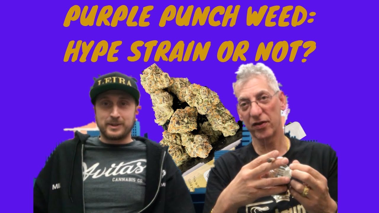PURPLE PUNCH Cannabis Strain Review