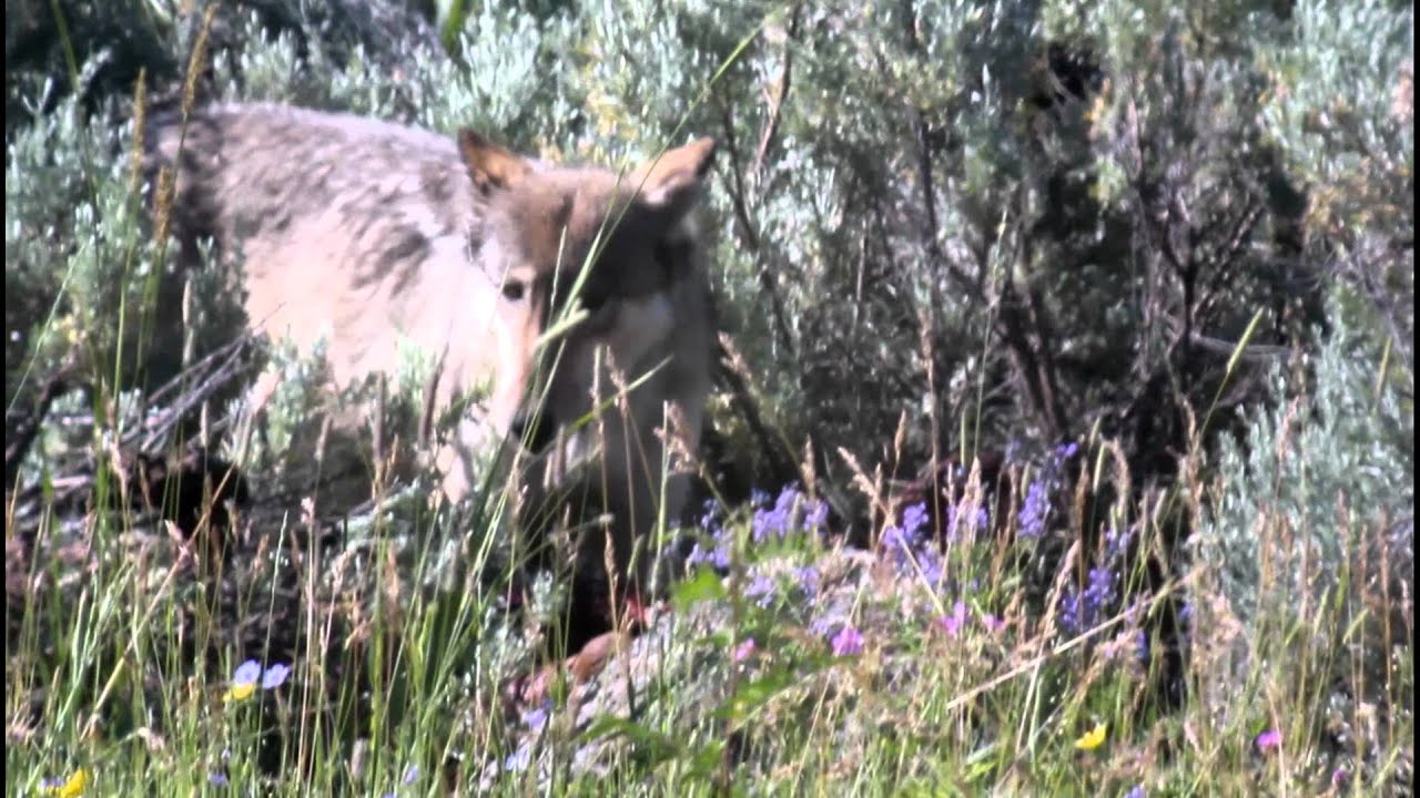 Yellowstone Wolf 2011: Alpha Female 06 Lamar Canyon Pack on a kill in Lamar Valley July(Explicit)
