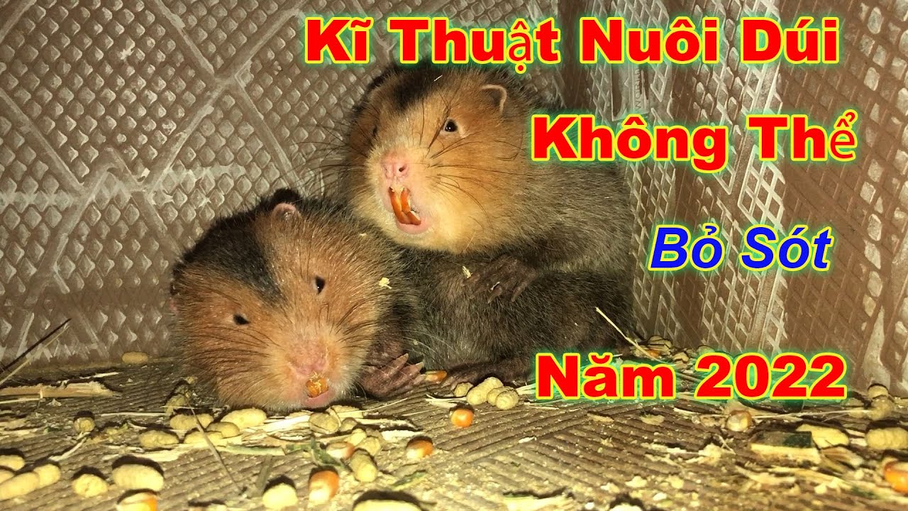 Kỹ Thuật Nuôi Dúi Cho Bà Con Muốn Tìm Hiểu Chăn Nuôi Năm 2022 | Chăn Nuôi Việt
