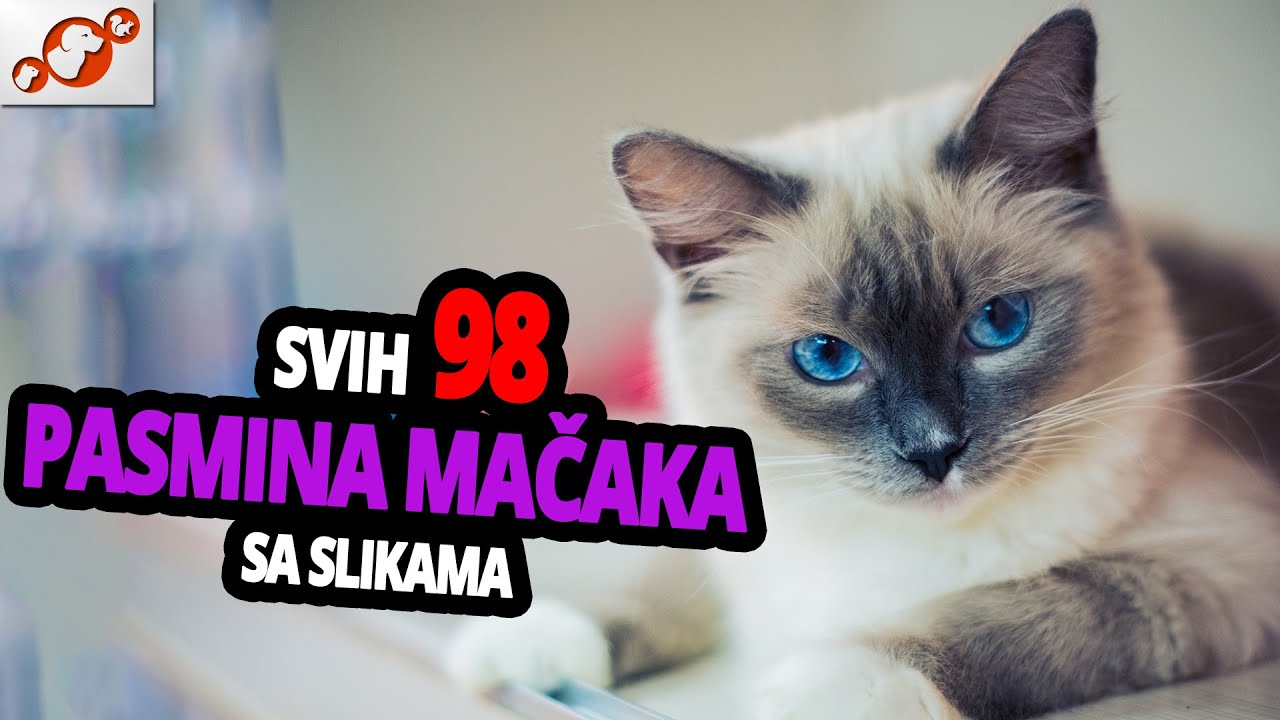 🐈 Sve Vrste Mačaka Sa Slikama – Abecedni Popis Svih 98 Pasmina Mačaka Na Svijetu!