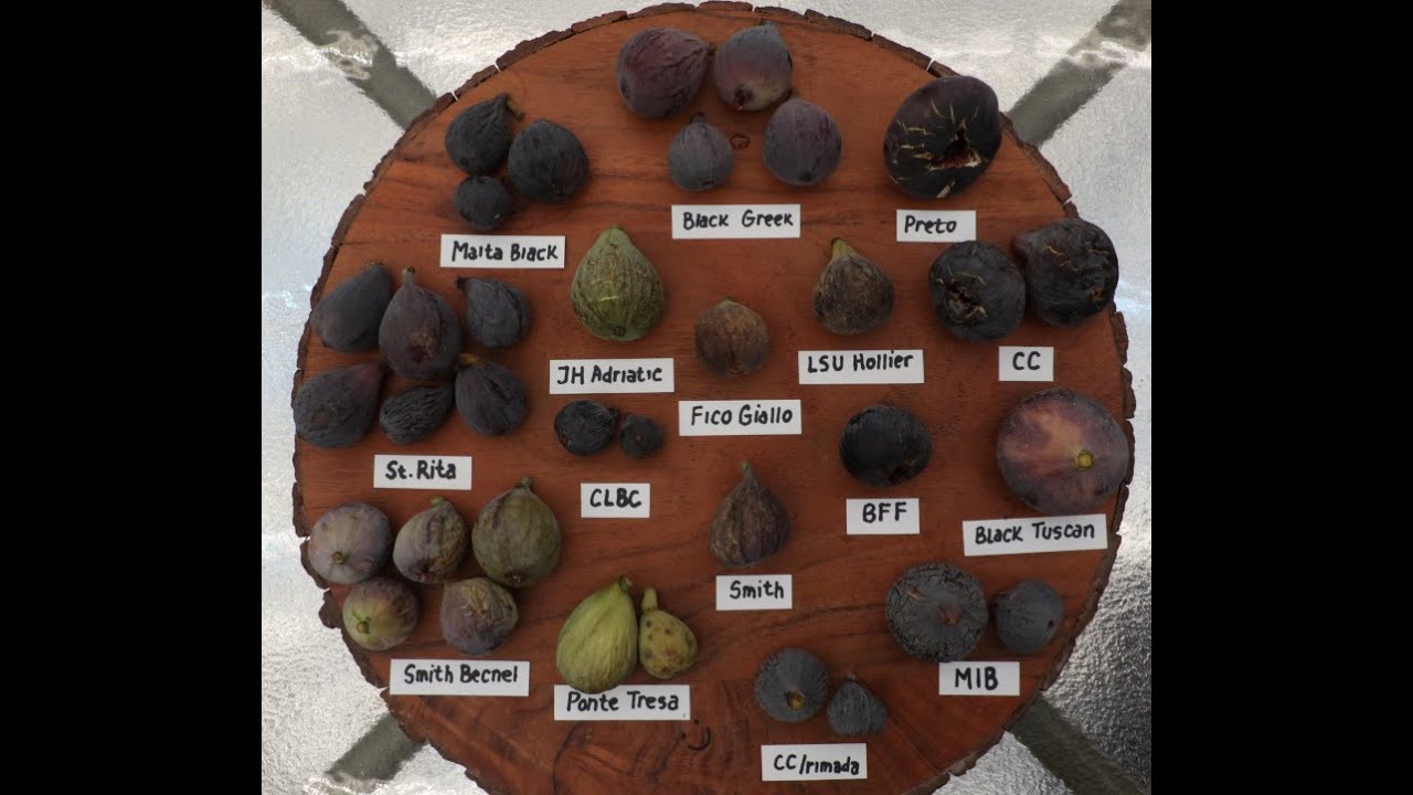 Extremely Early Figs Main Crop June 27 2023