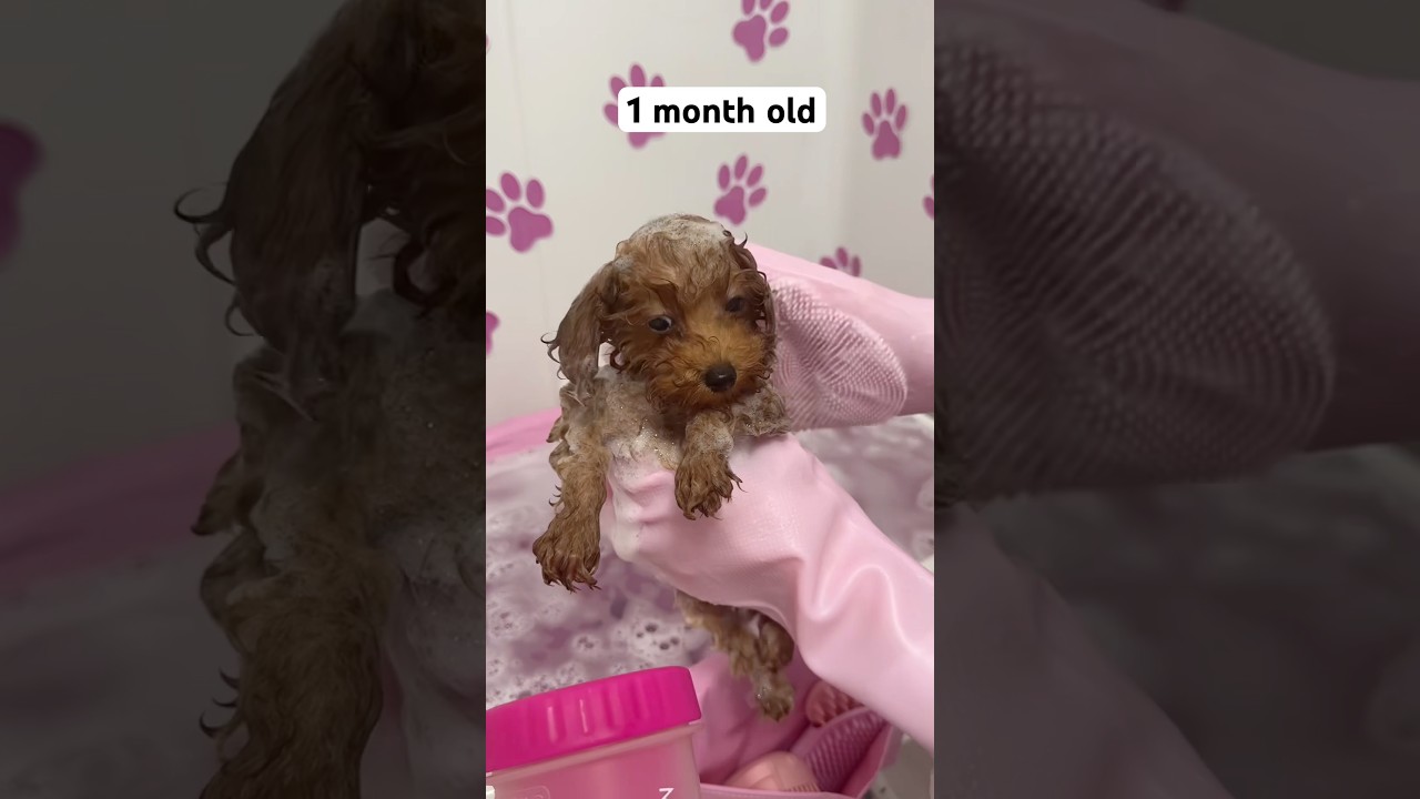 Five months of a puppy&rsquo;s bath time journey 🐶🛁🫧 #puppy #asmr #asmrsounds #dog #viralvideo