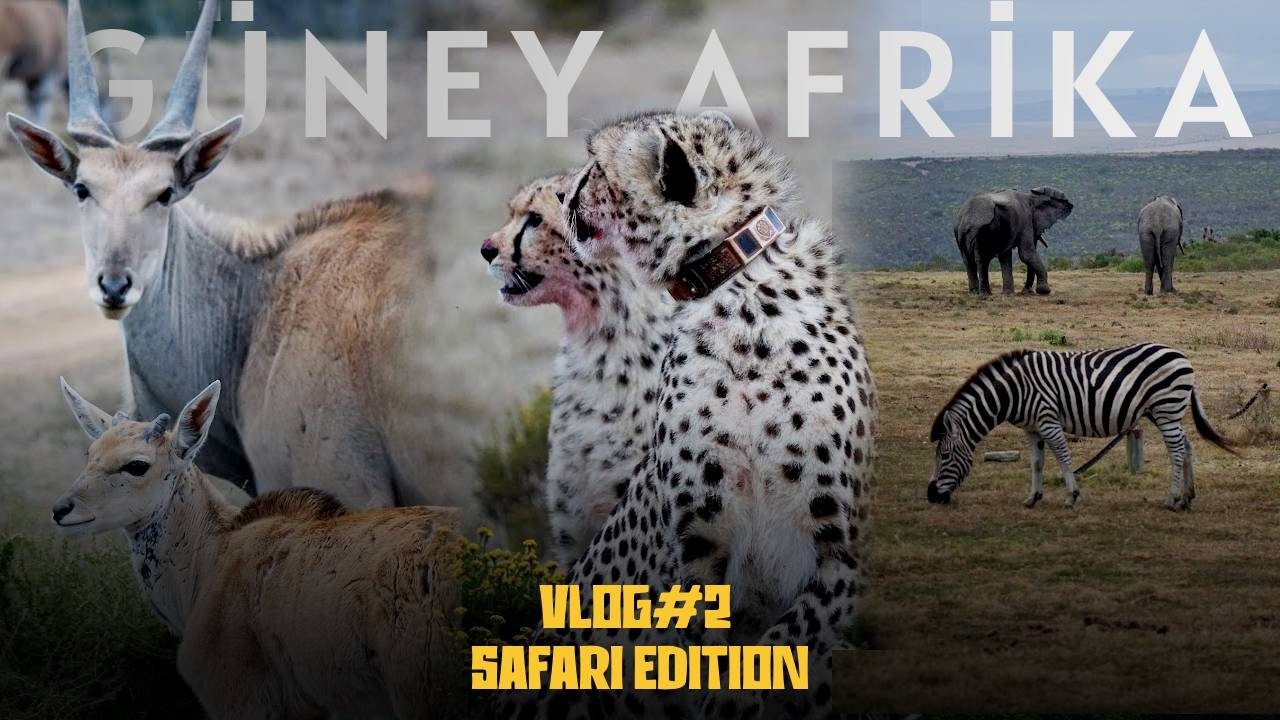 Güney Afrika Safari Macerası | Aslan, Çita, Fil, Gergedan ve Vahşi Yaşam Belgeseli