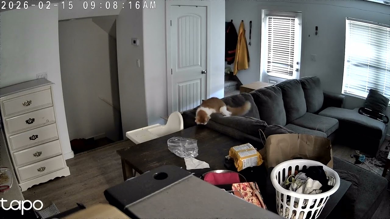 Cats attacking each other playfully 