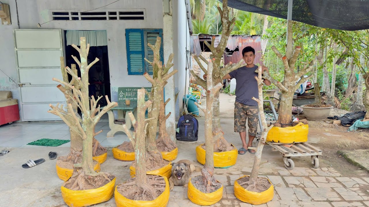 PHÔI MAI TỨ QUÝ 25/O2/2O26 ( #O346741627 TÂM ) PHÔI MAI VÀNG -  @bonsai Can Tho