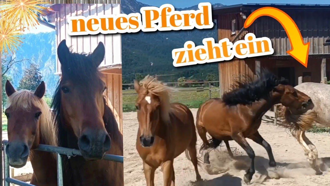 Neues Pferd zieht ein 🐎 Einstellpferd integrieren - Rangordnung klären - wilde Rangordnungskämpfe 😳