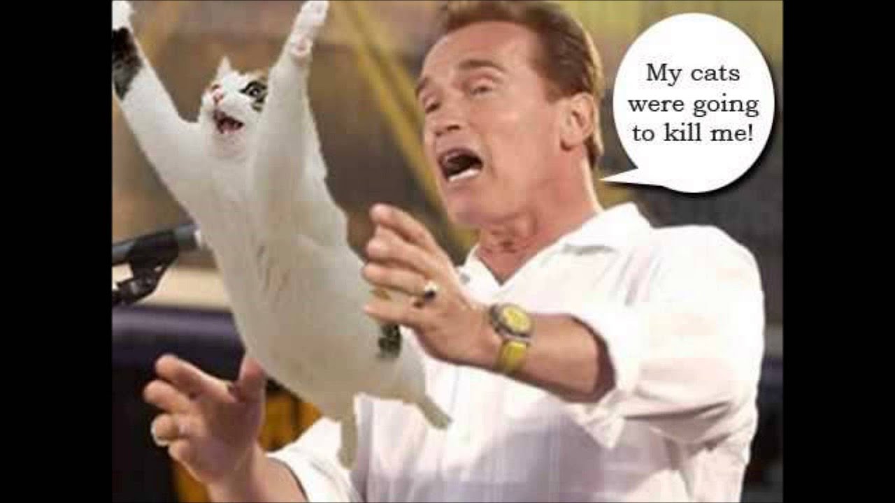 Arnold Is Attacked By Angry Cats