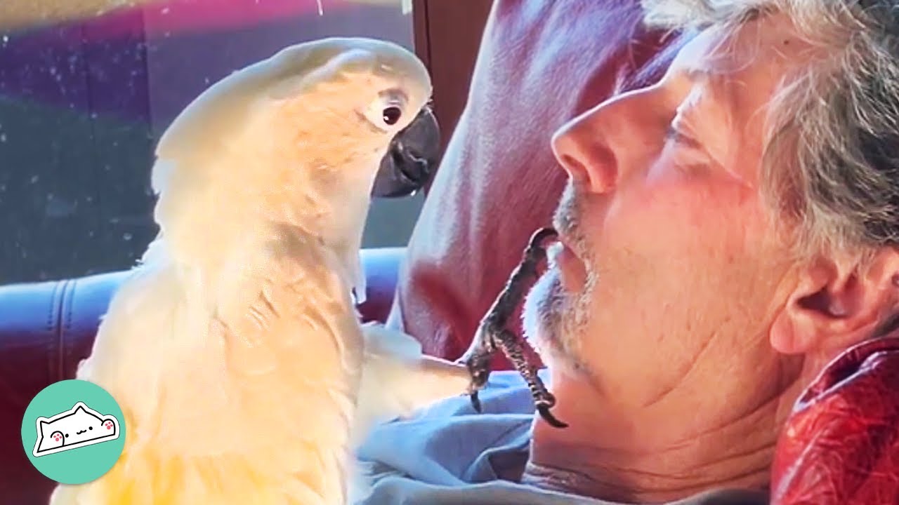 Rescue Cockatoo Barks At Visitors And Nuzzles Like A Puppy | Cuddle Parrots