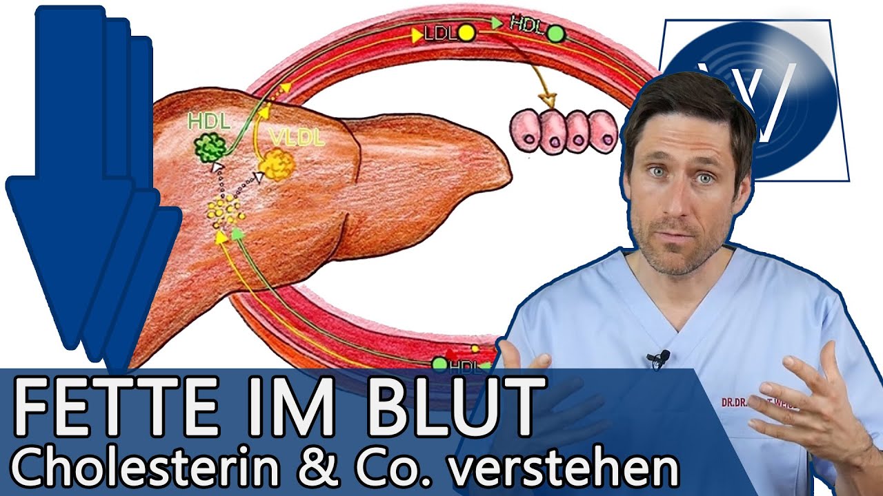 Blutfettwerte: Schon gewusst? Darauf sollten Sie bei Cholesterin, HDL, Triglyzeride & Co achten!